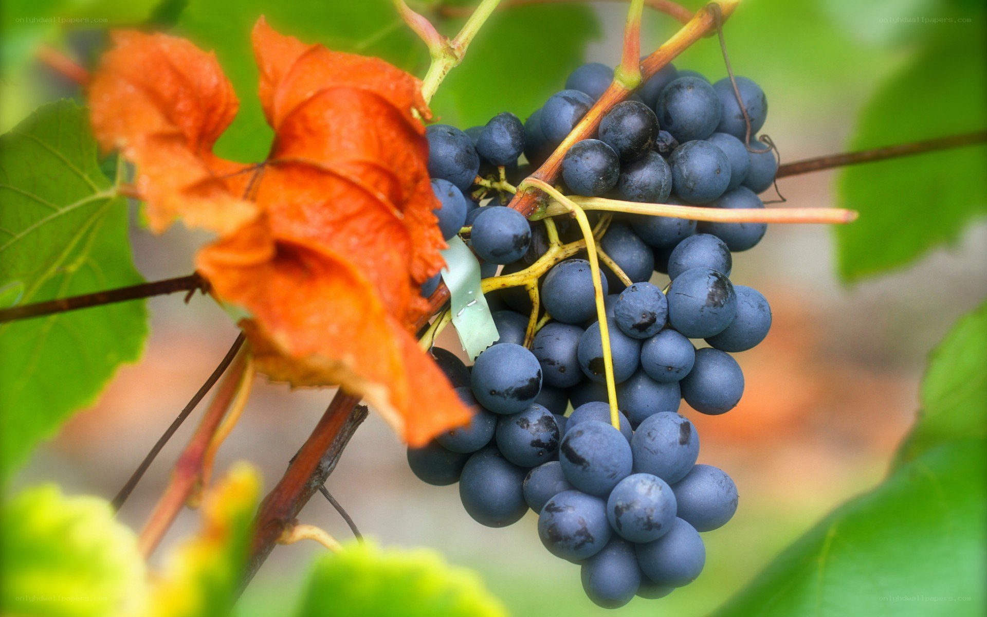 ripe grapes on a vine