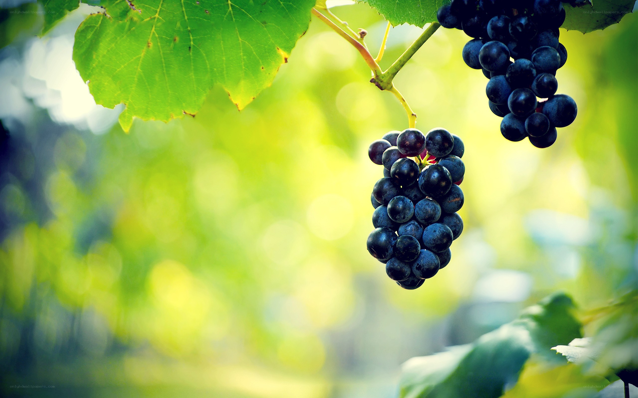 ripe grapes on a vine