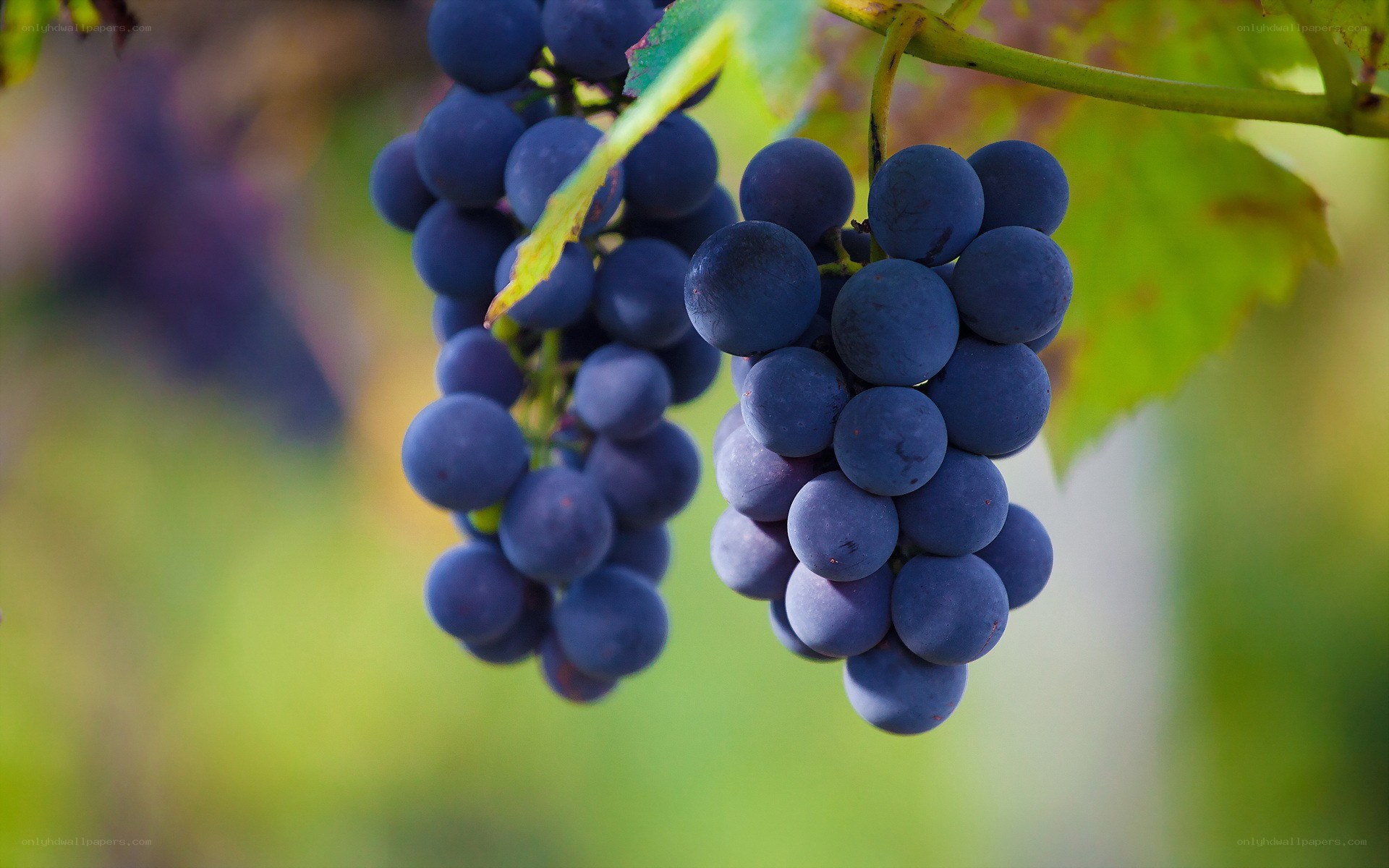 ripe grapes on a vine