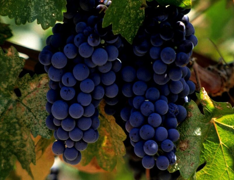ripe grapes on a vine