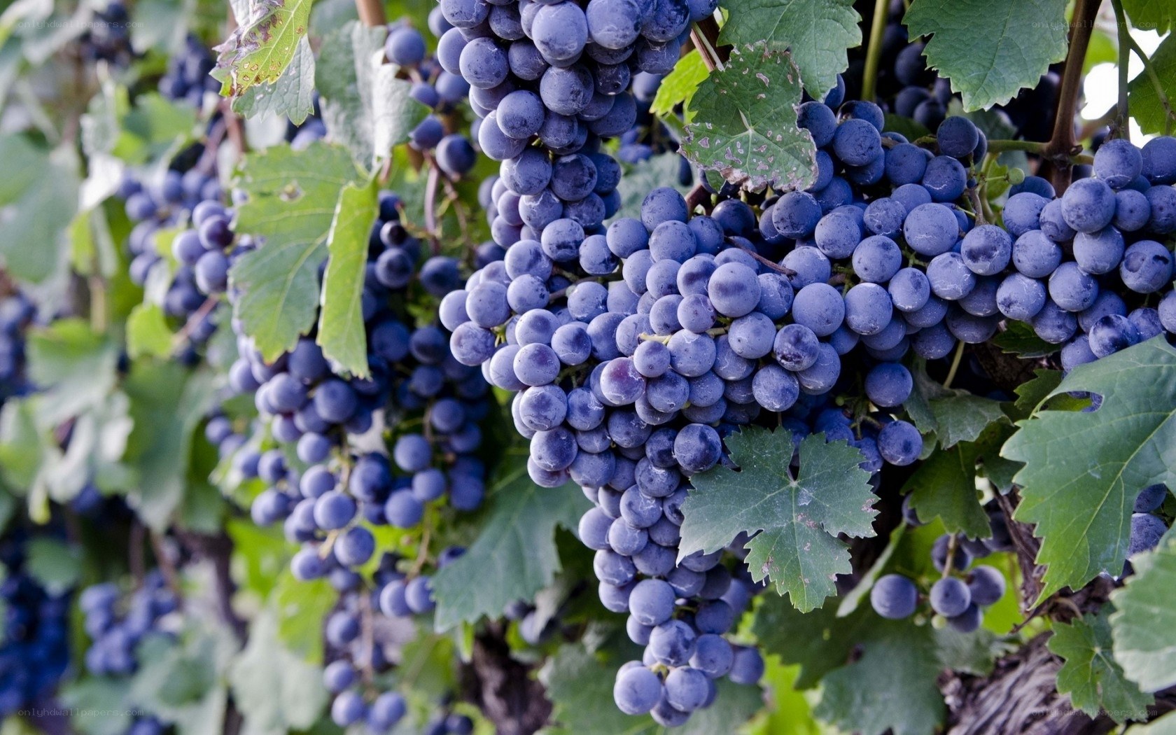 ripe grapes on a vine