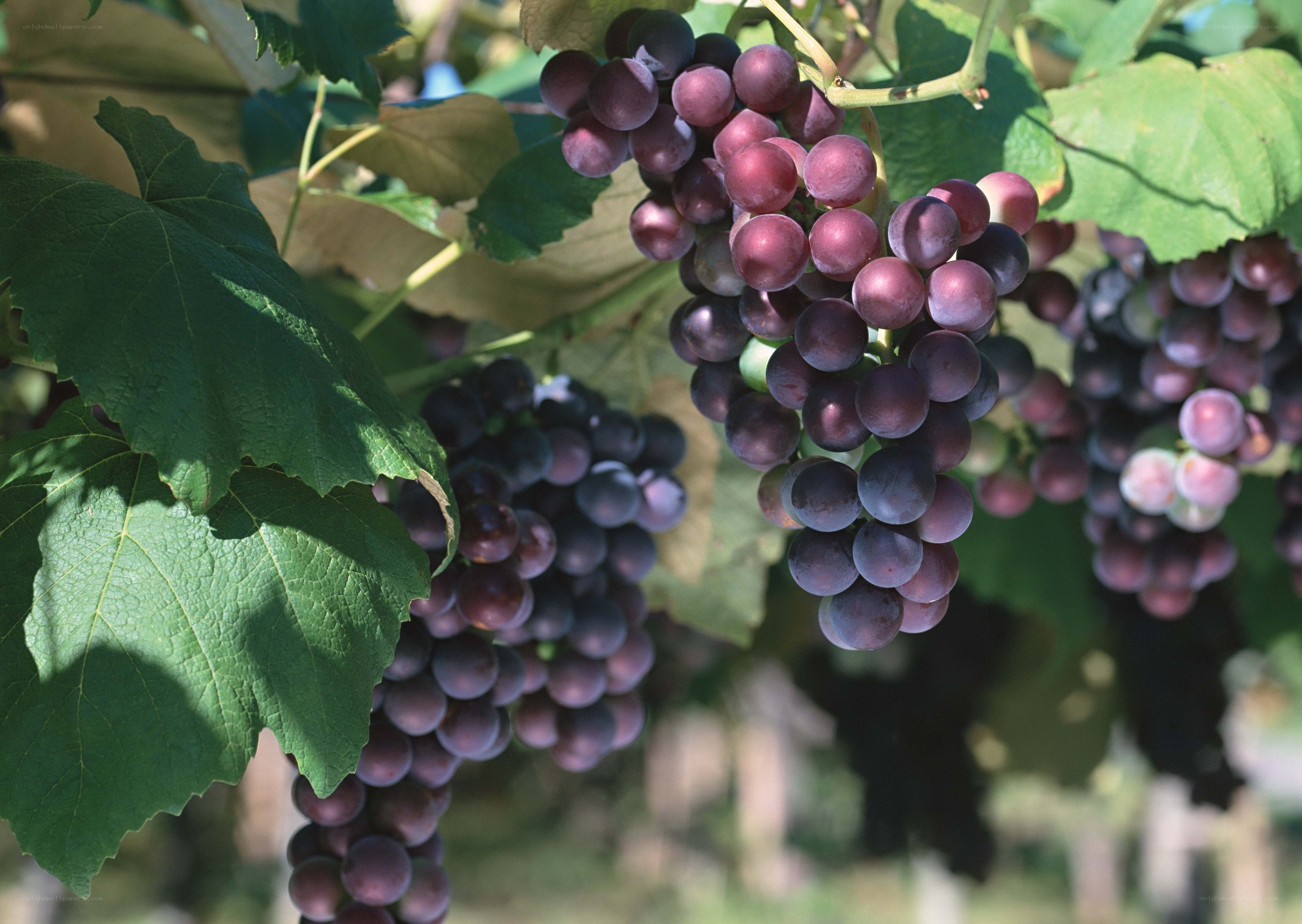 Ripe grapes on a vine