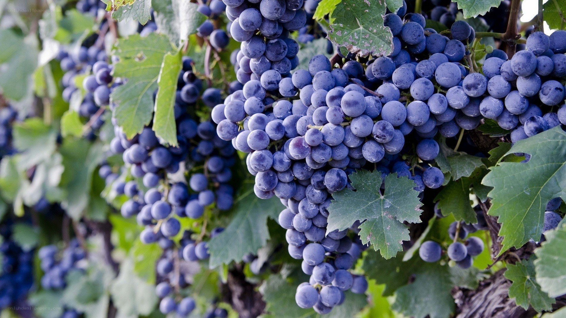 ripe grapes on a vine