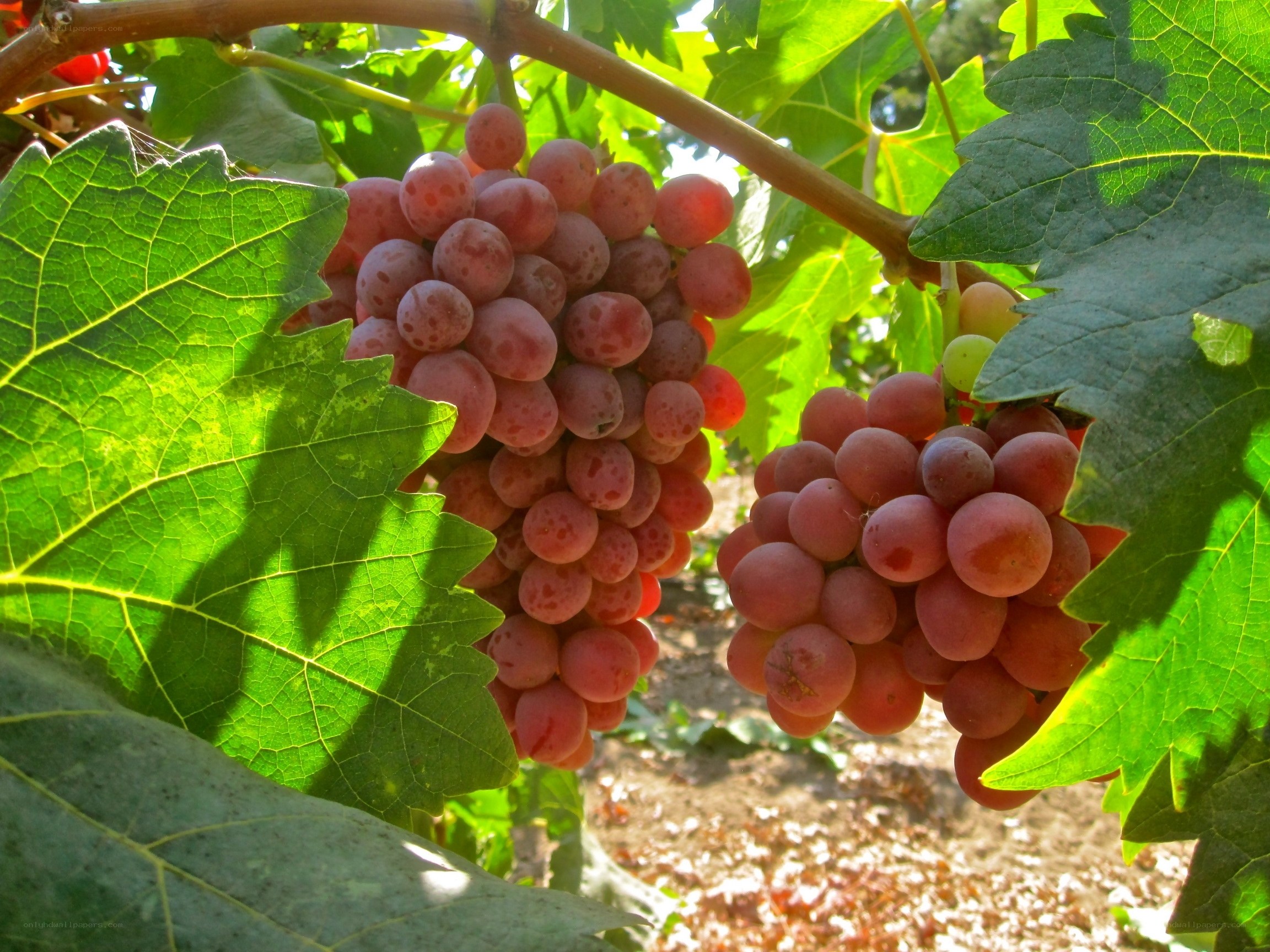 Ripe grapes on a vine