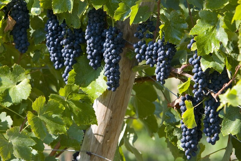 Ripe grapes on a vine