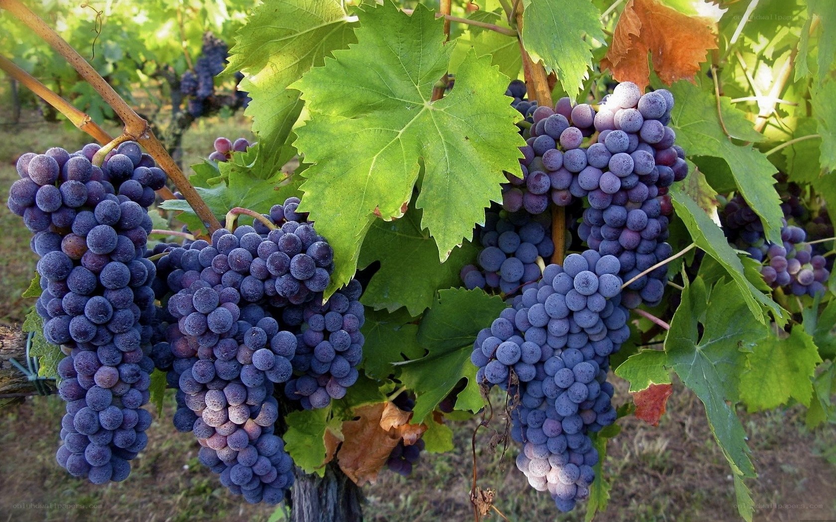 ripe grapes on a vine