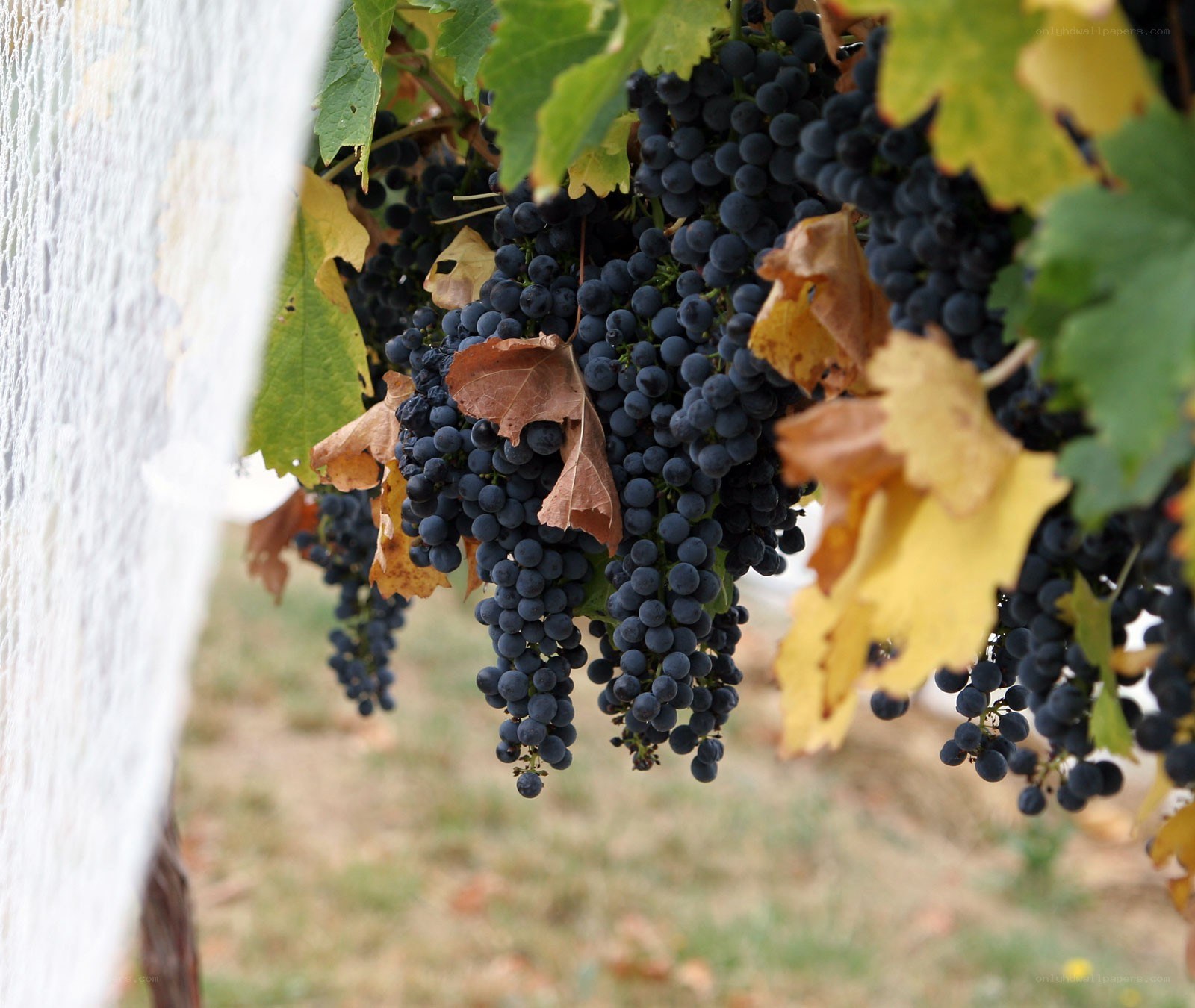 ripe grapes on vine