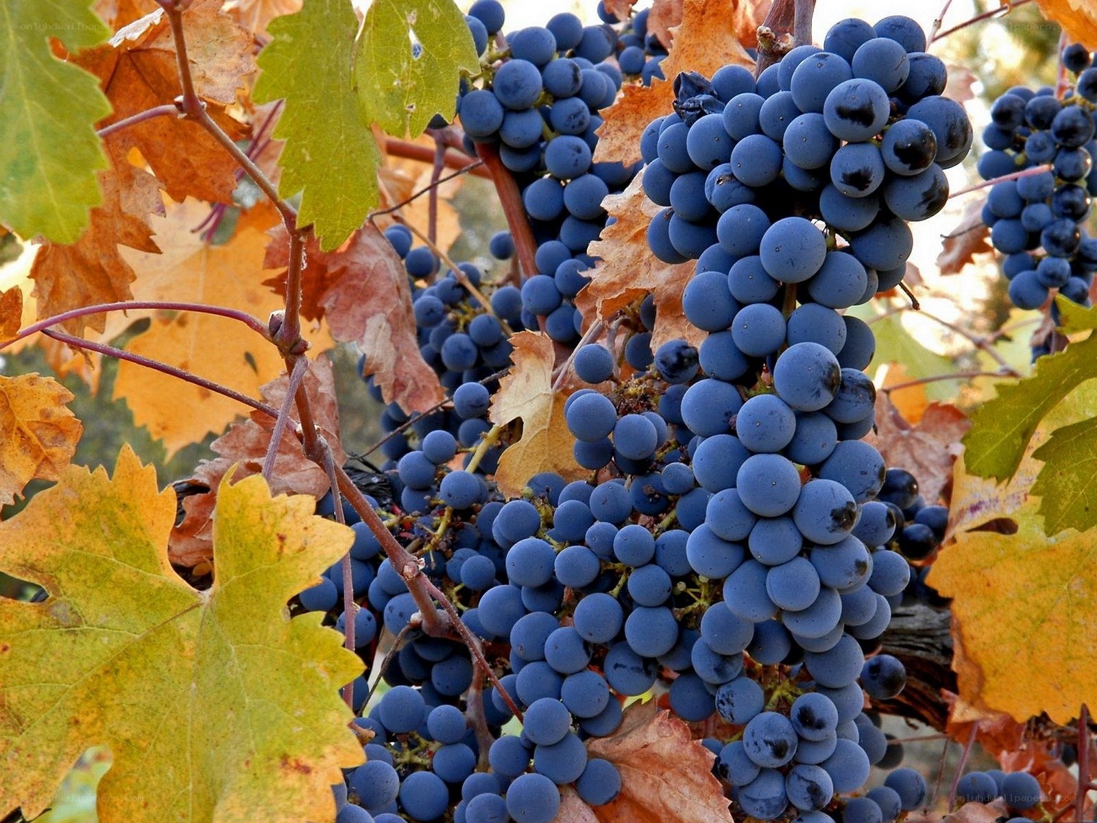 ripe grapes on vine