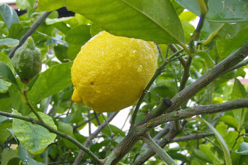 ripe lemon on a tree