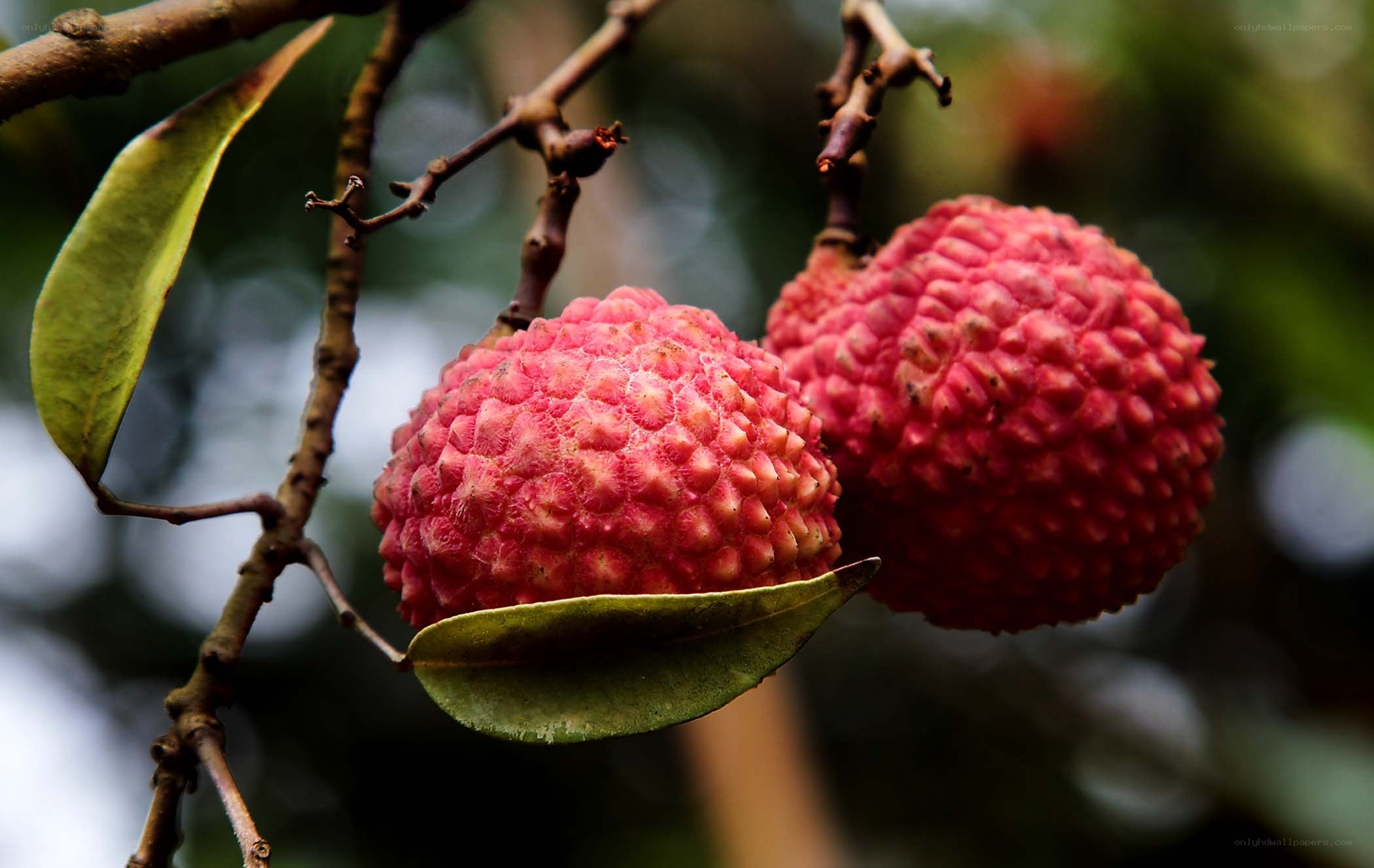 Ripe lychees on a tree branch
