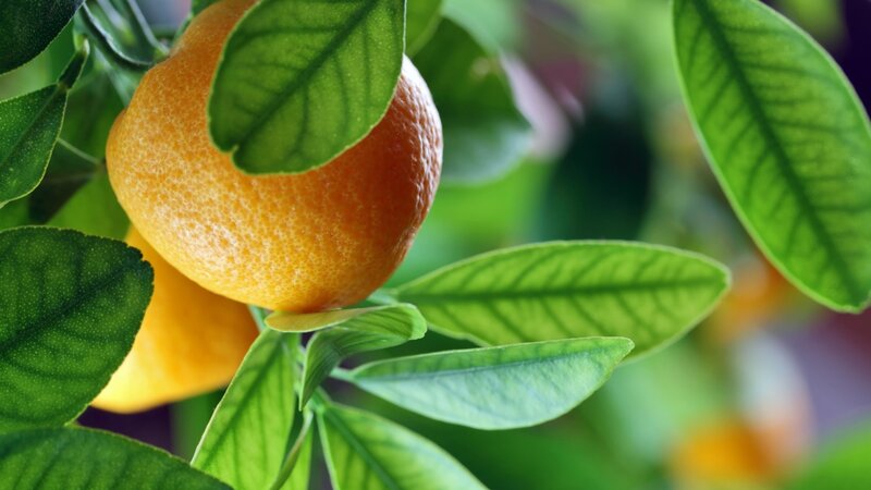 Ripe Orange on Tree — Green, Natural