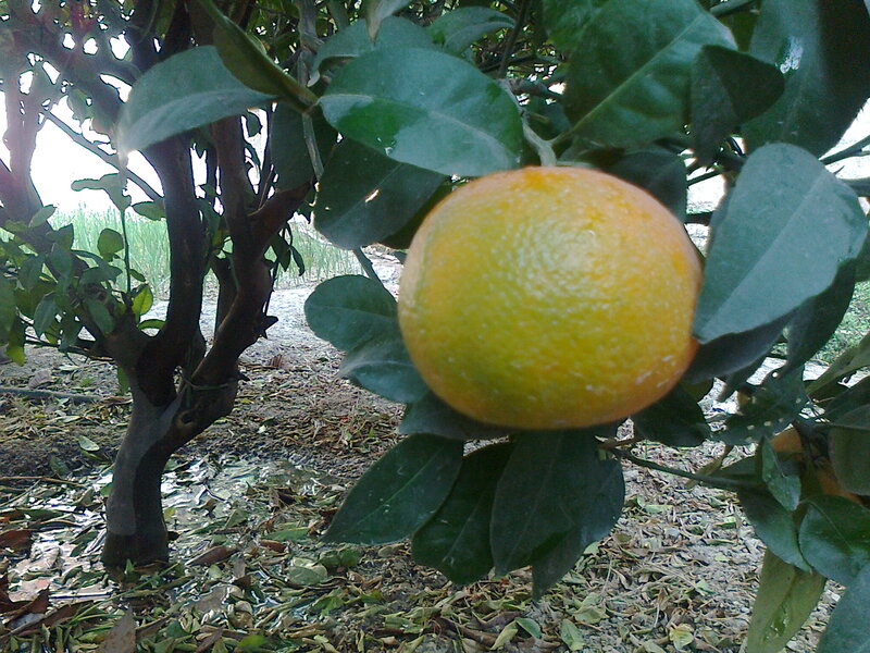 Ripe Orange on Tree — Green