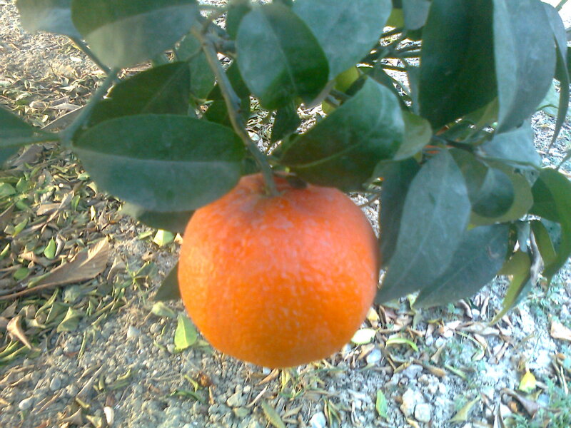 Ripe Orange on Tree — Natural, Afternoon