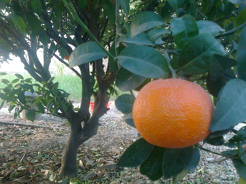Ripe Orange on Tree — Natural
