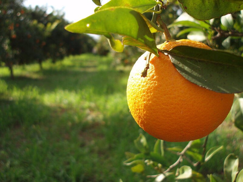 Ripe Orange on Tree — Serene