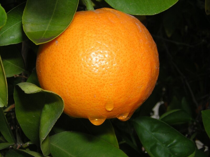 ripe orange on tree