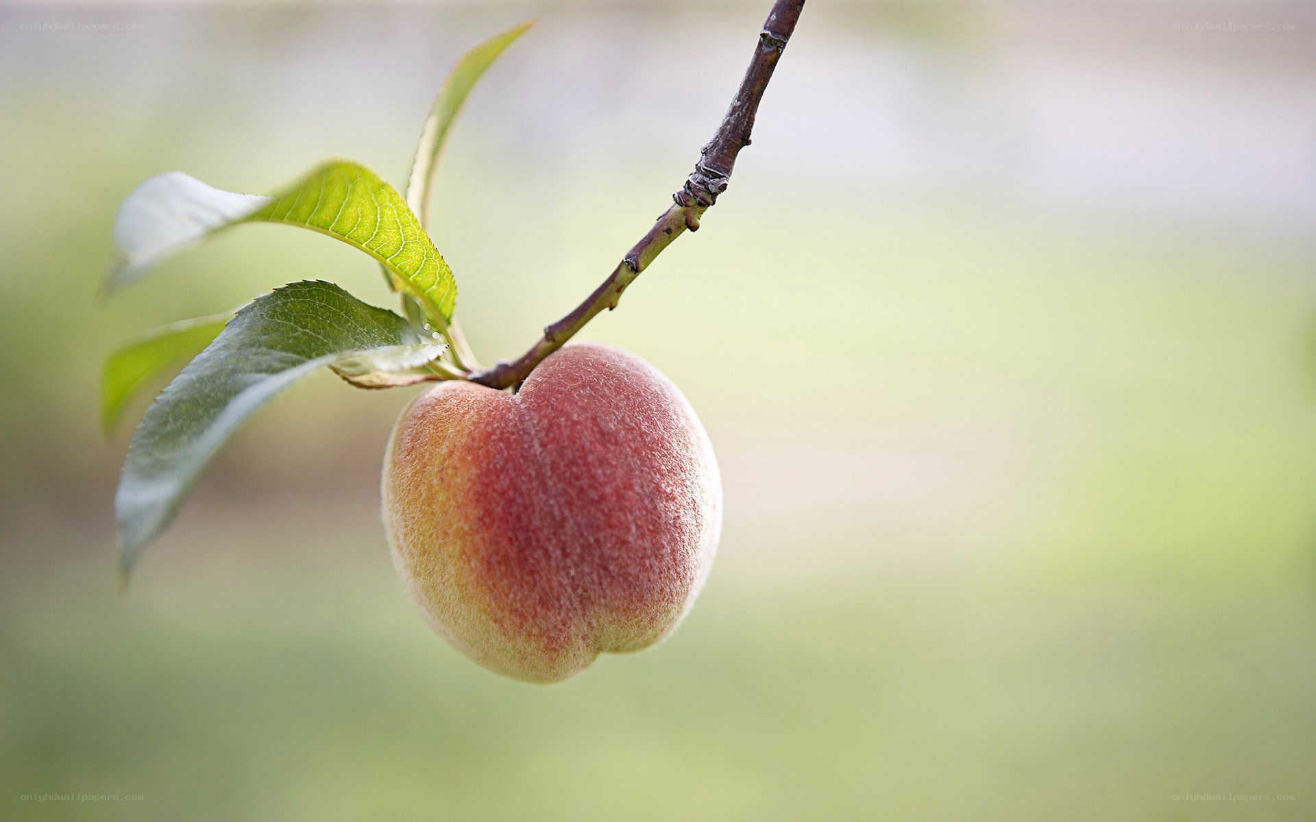 ripe peach on a tree branch