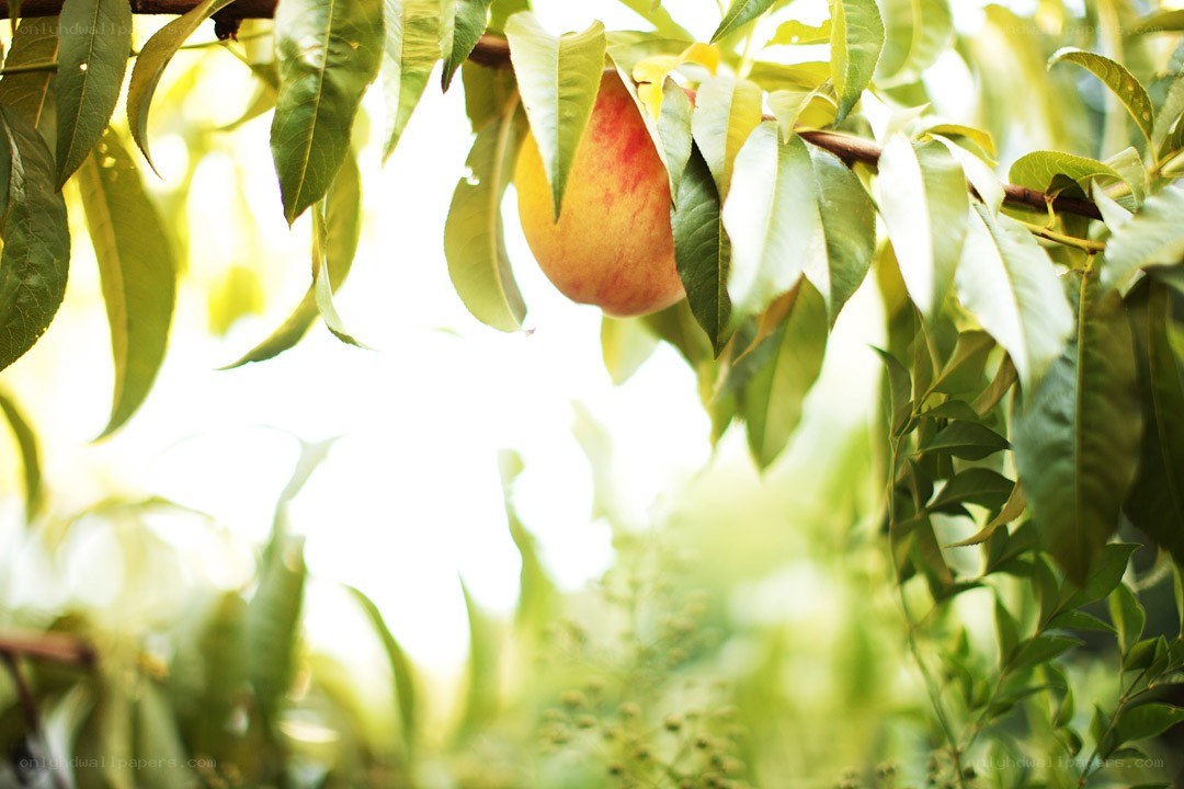ripe peach on a tree branch