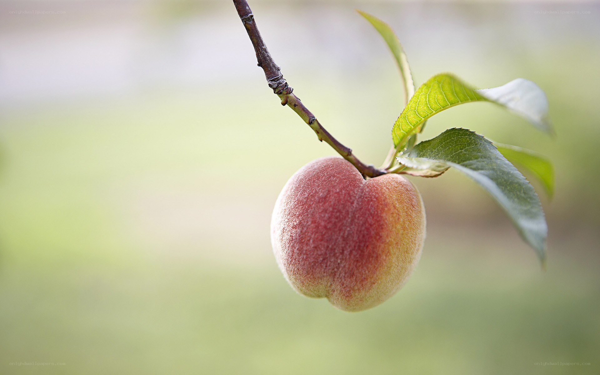 ripe peach on a tree branch
