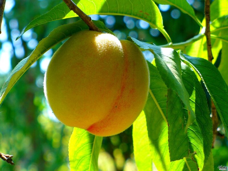 Ripe Peach on Tree