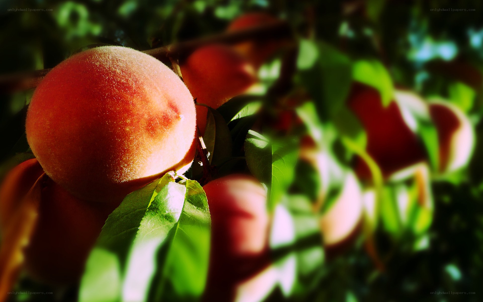 Ripe peaches on a tree