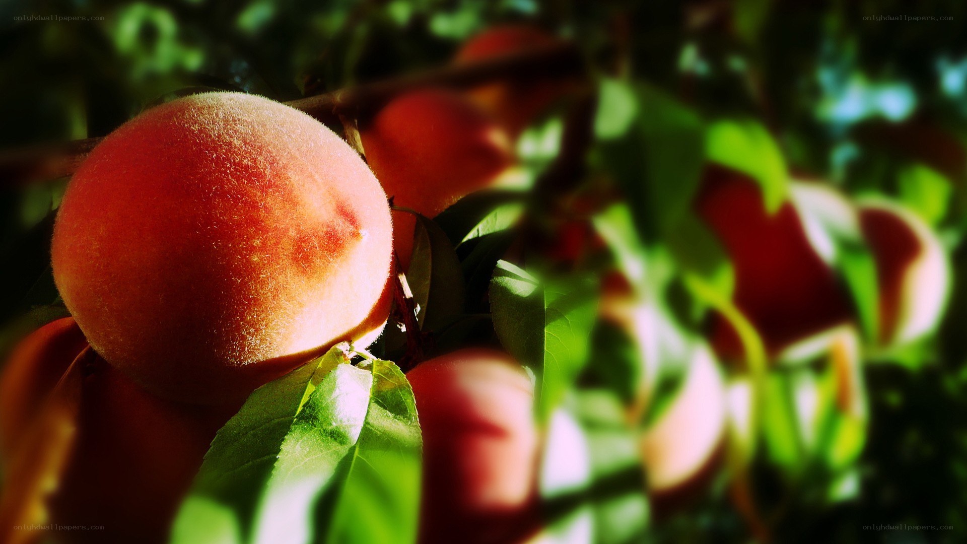 Ripe peaches on a tree