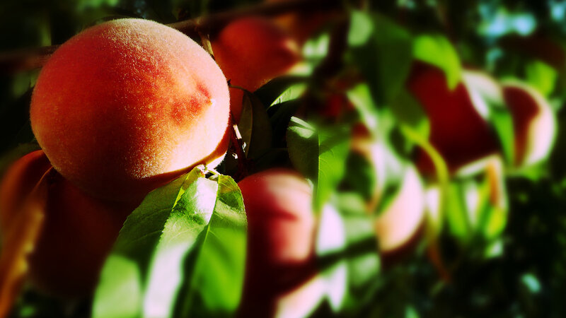 Ripe peaches on a tree