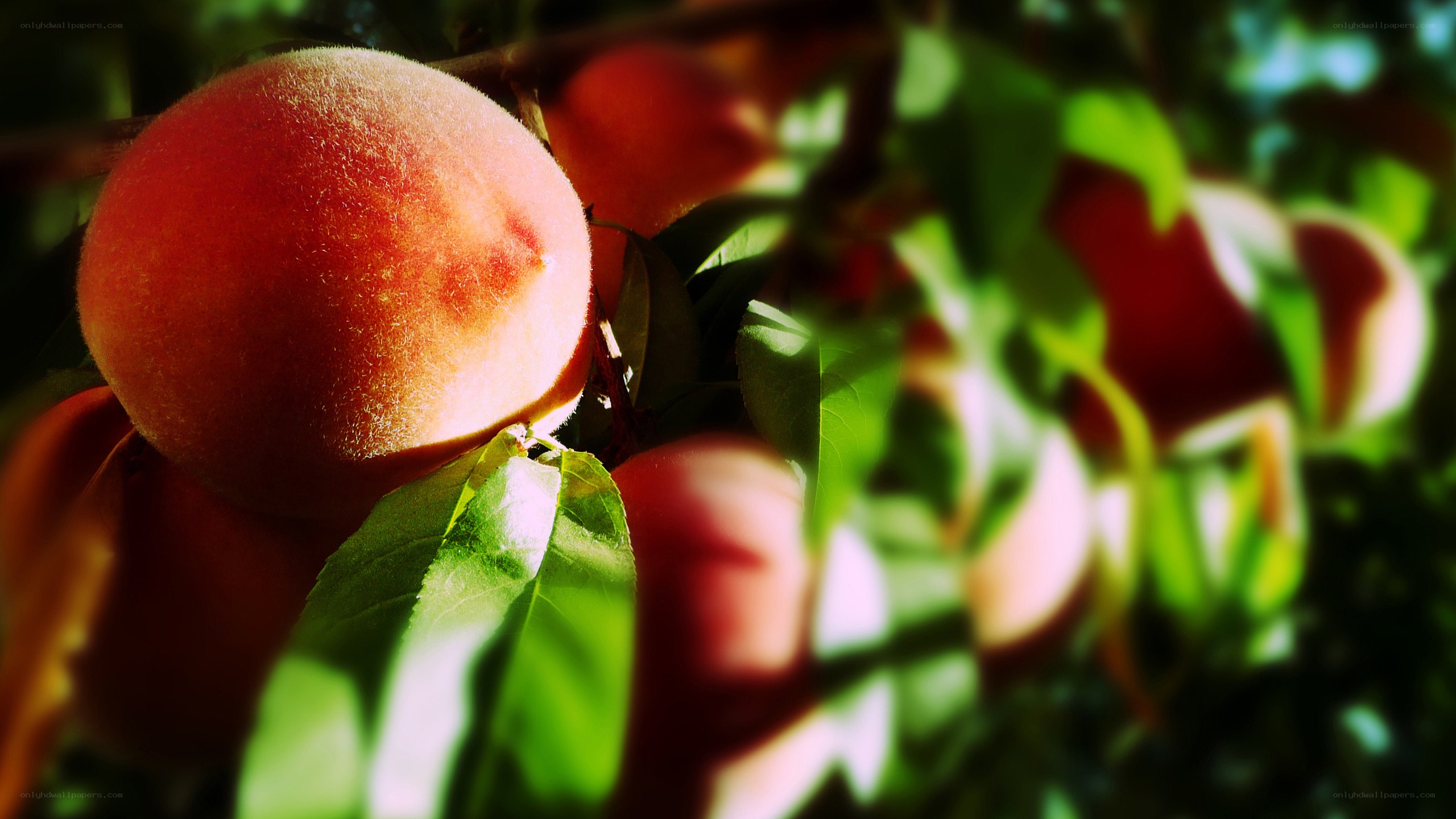 Ripe peaches on a tree