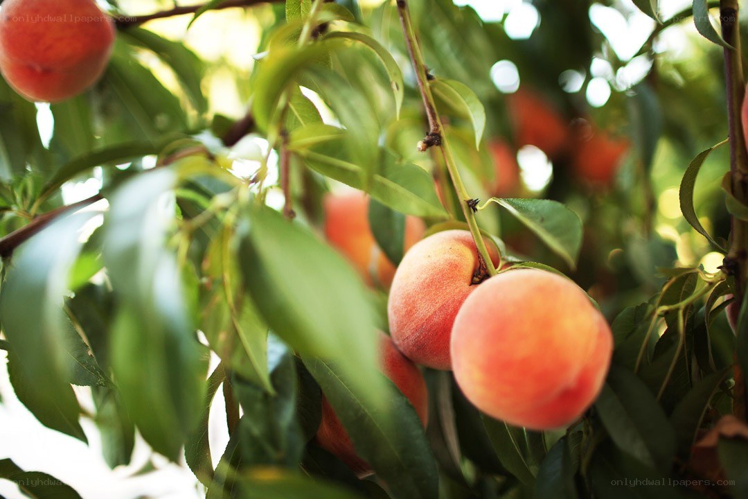 Ripe peaches on a tree