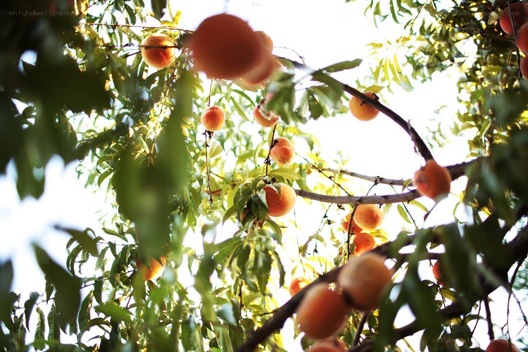 Ripe peaches on a tree