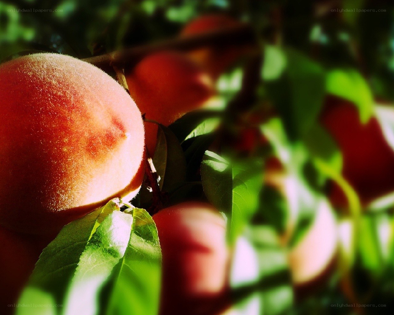 Ripe peaches on a tree