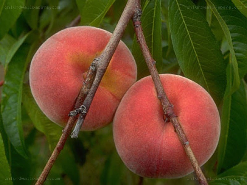 Ripe peaches on a tree branch