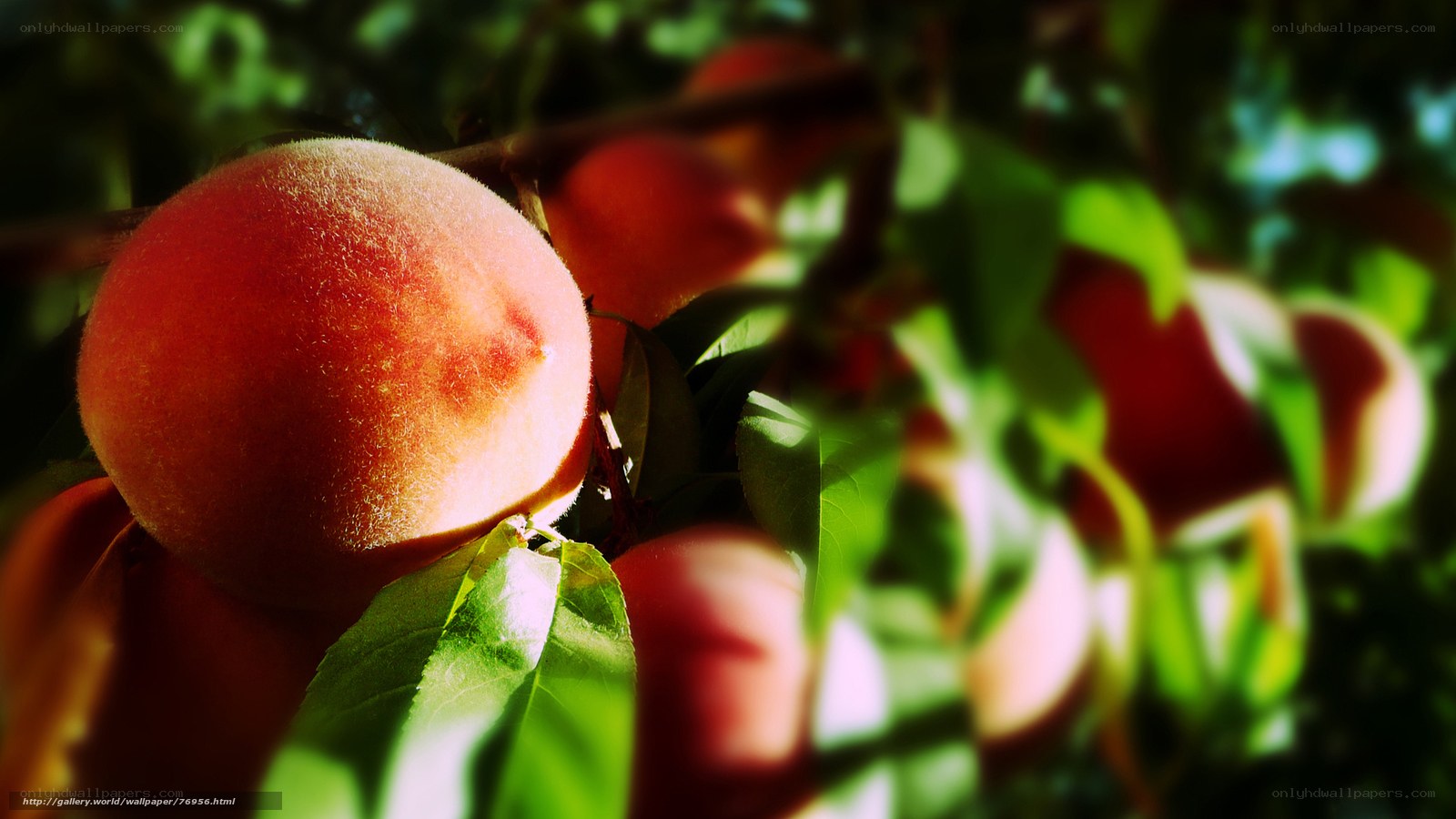 Ripe peaches on a tree