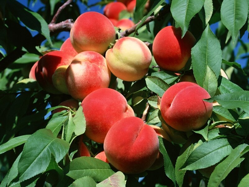 Ripe Peaches on Tree