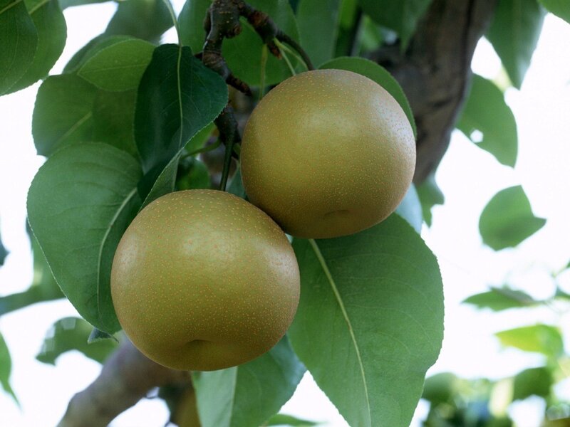 Ripe pears on a tree branch