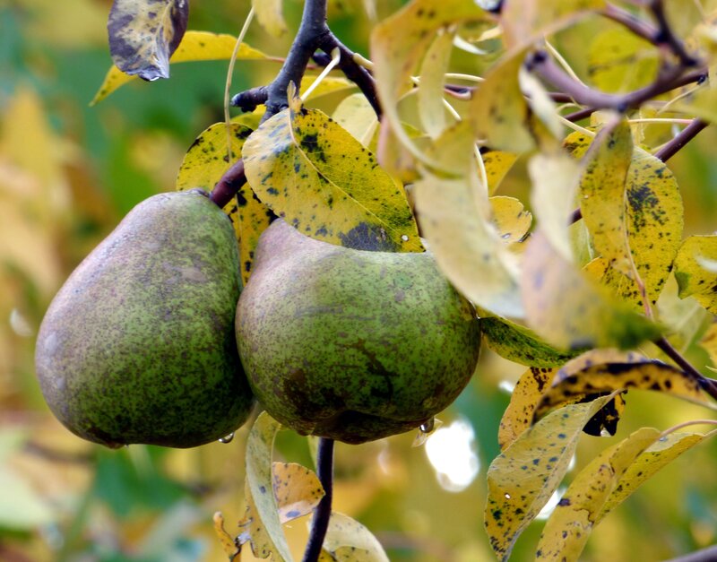 ripe pears on a tree branch