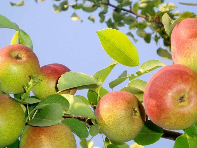 Ripe Pears on a Tree