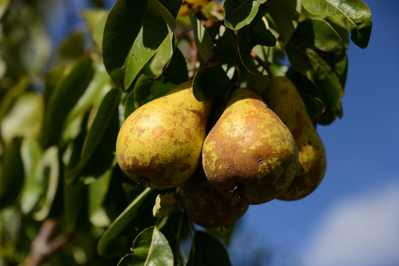 Ripe Pears on Tree