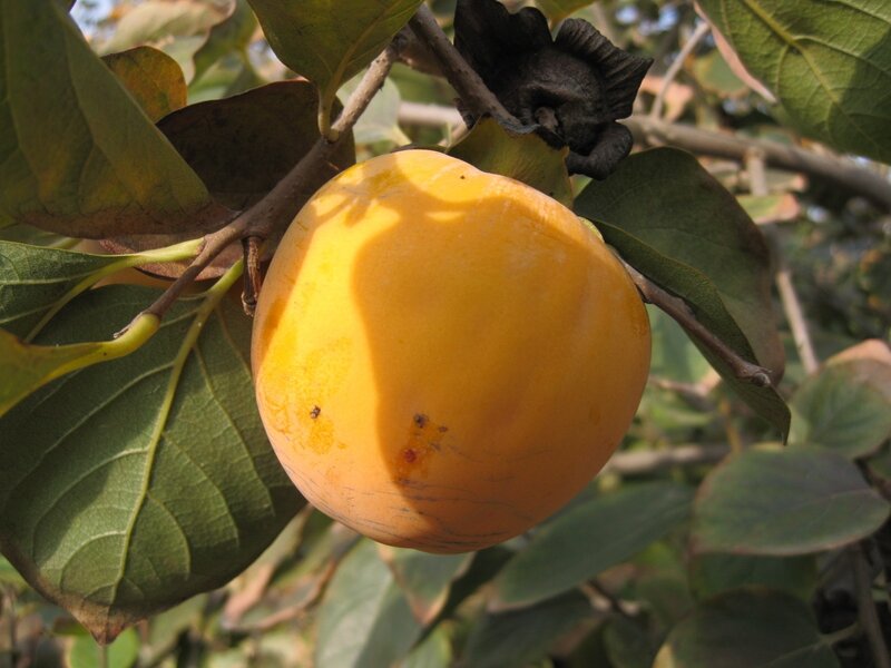 Ripe persimmon on tree branch