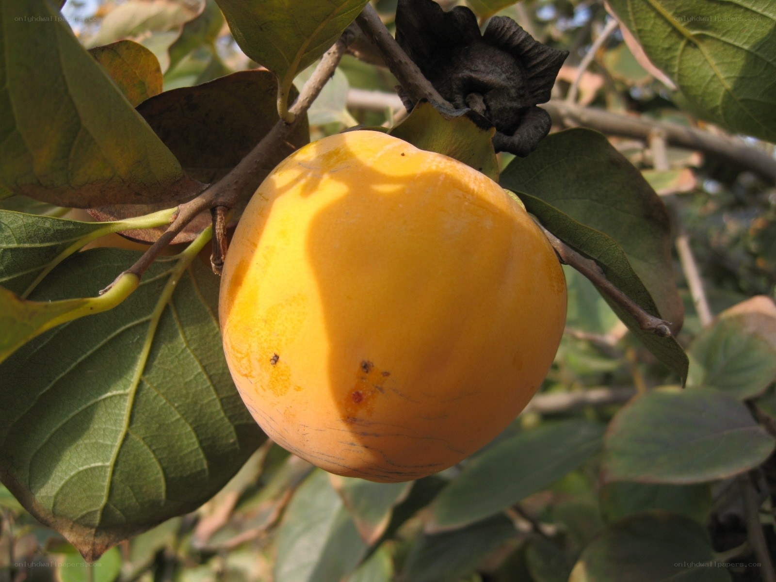 Ripe persimmon on tree branch