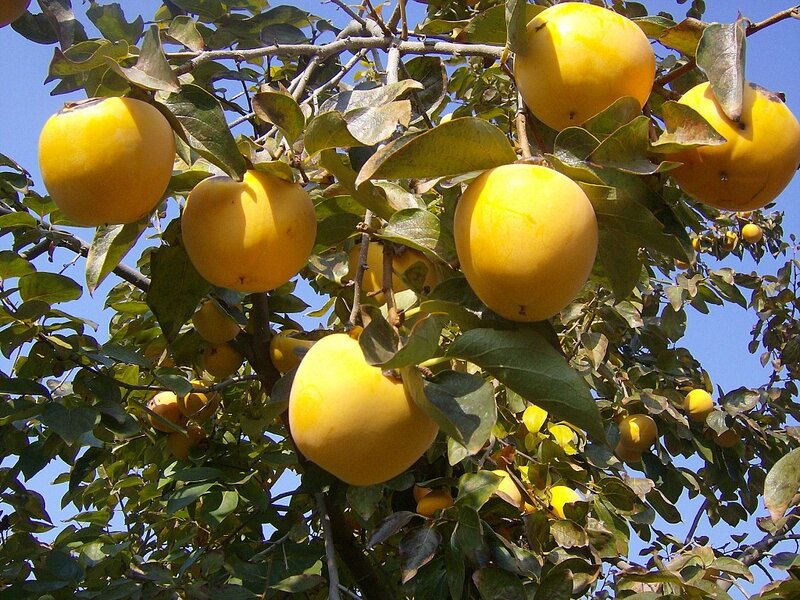 Ripe persimmons on a tree