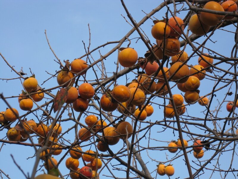 Ripe persimmons on bare branches