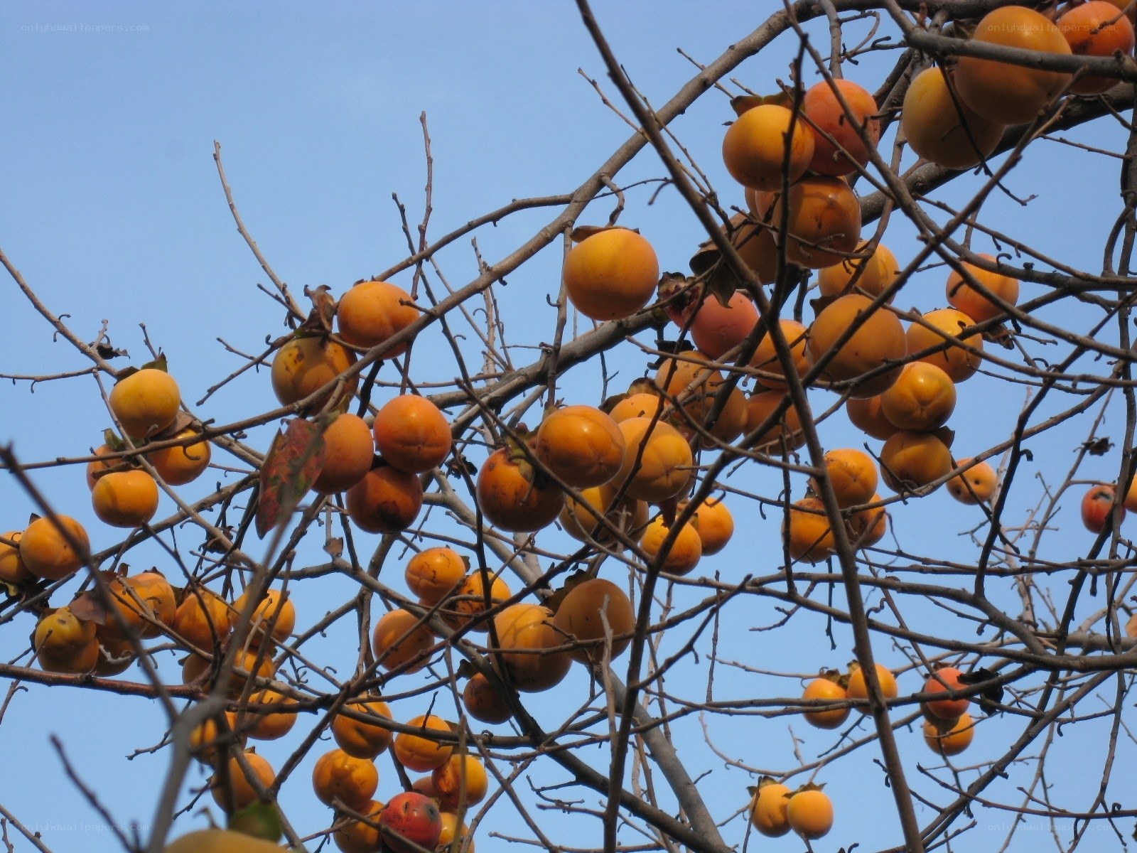 Ripe persimmons on bare branches