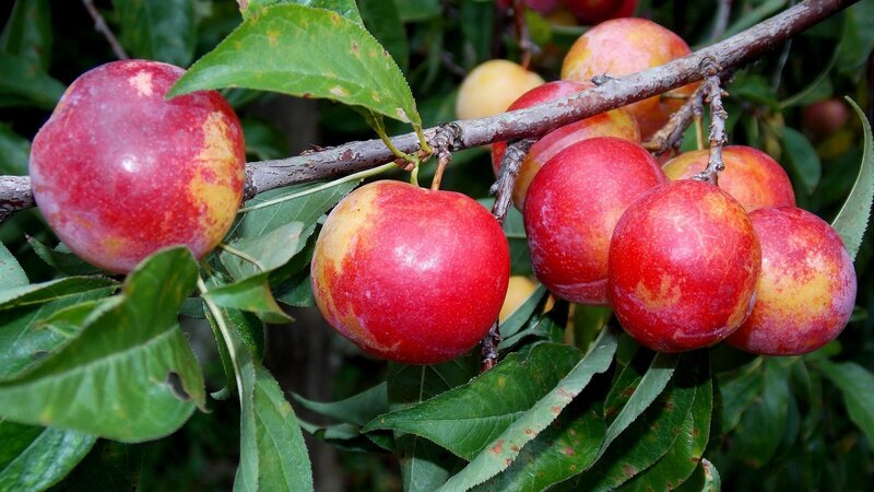 Ripe Plums on a Branch