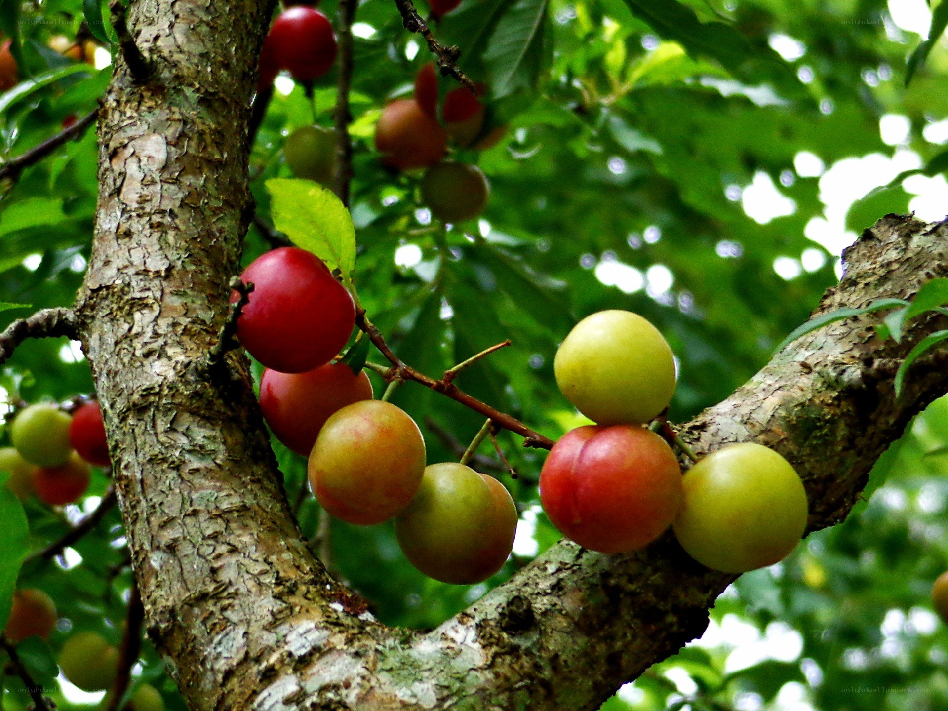 ripe plums on a tree branch