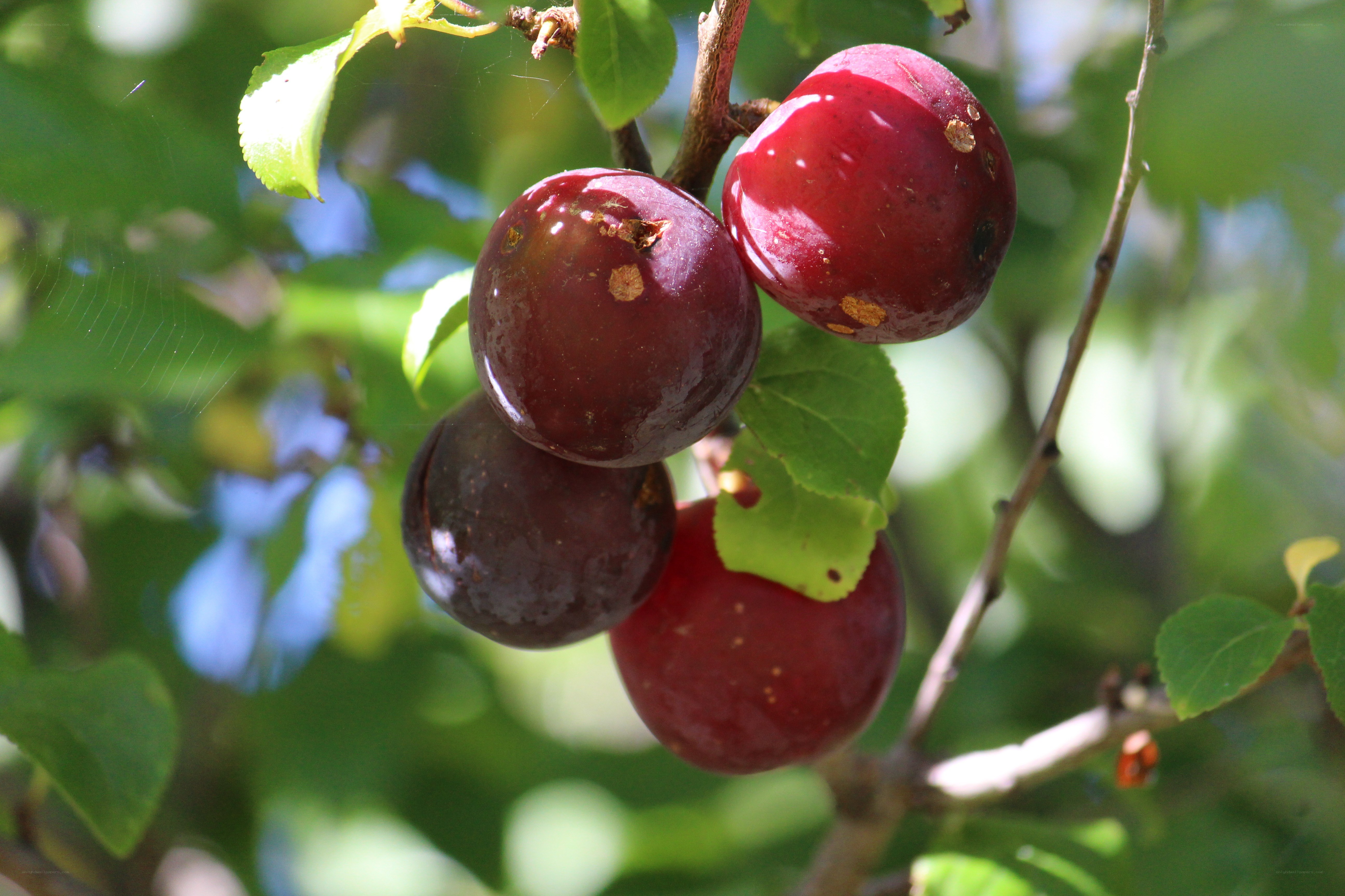 ripe plums on a tree branch