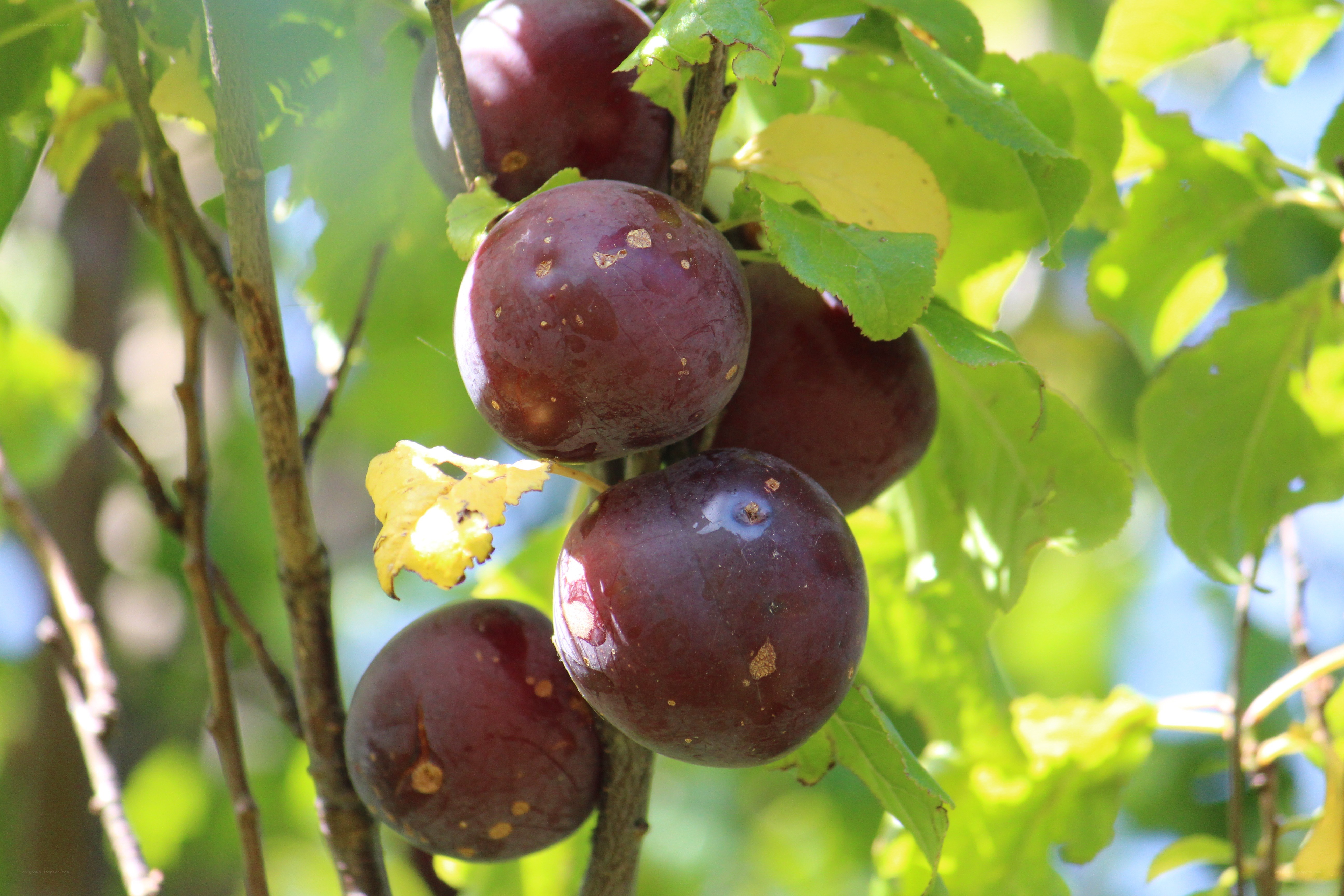 Ripe plums on a tree branch