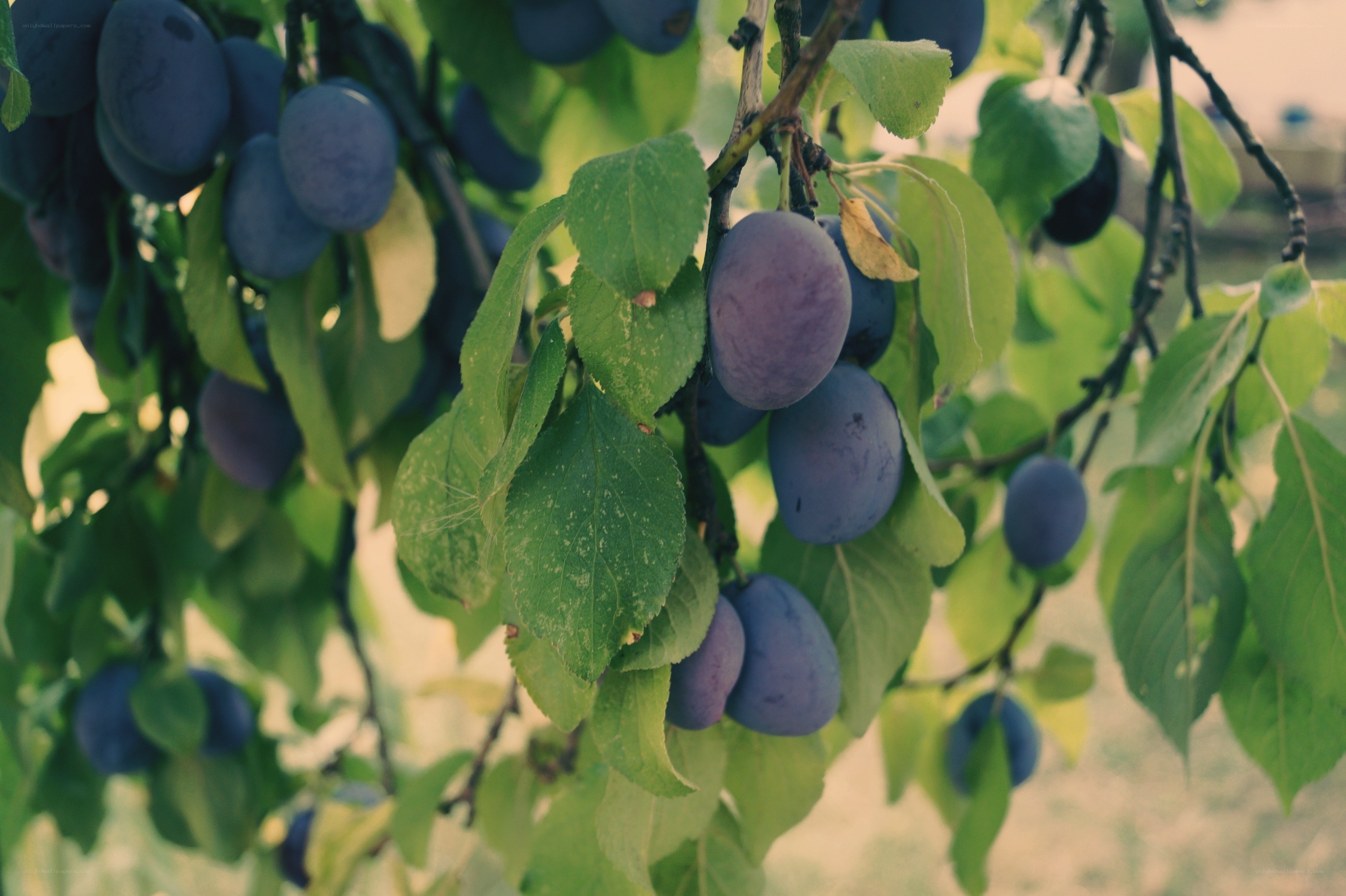 ripe plums on a tree branch