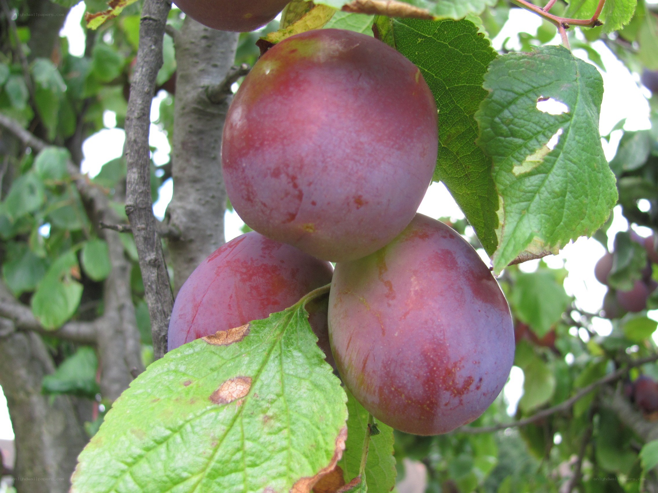 Ripe plums on a tree branch