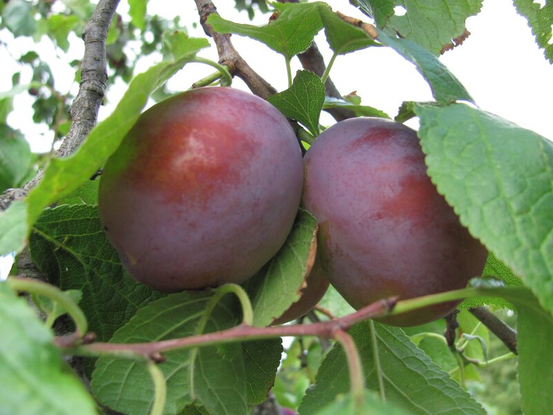 ripe plums on a tree branch